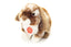 Herbie | Rabbit