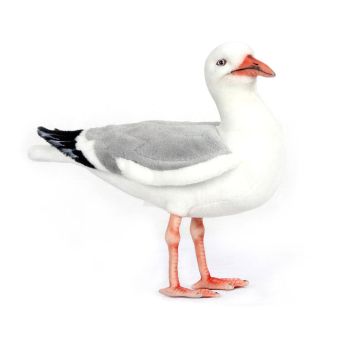 Dewey | Seagull