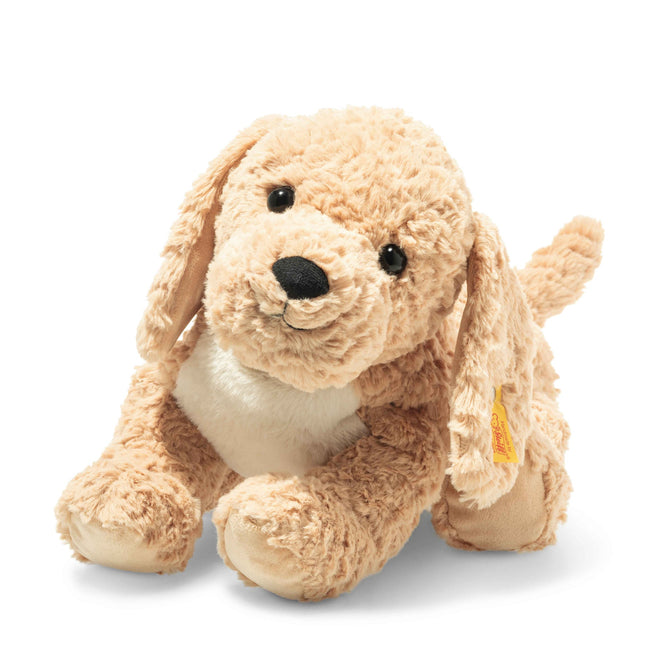 Berno | Goldendoodle Dog