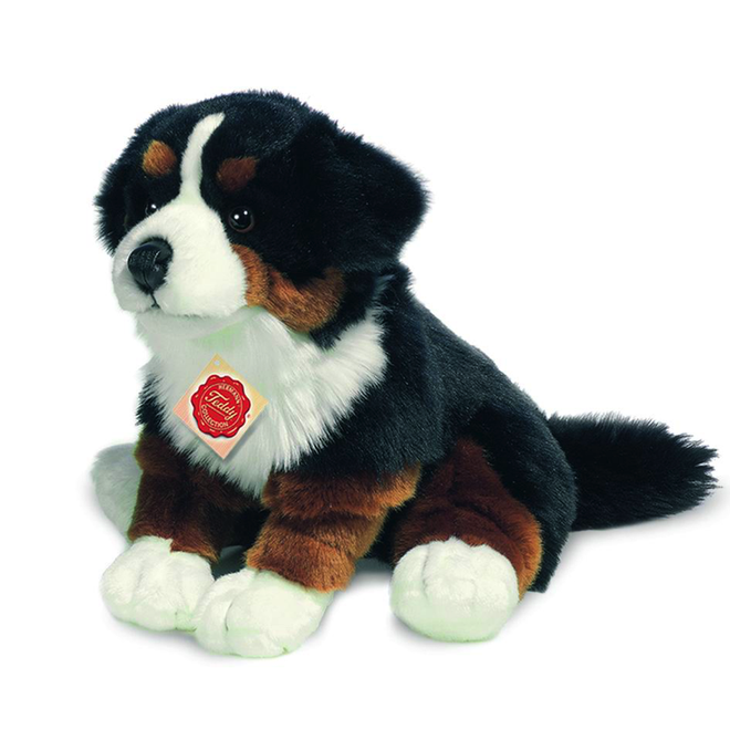 Jack Bernese Mountain Dog
