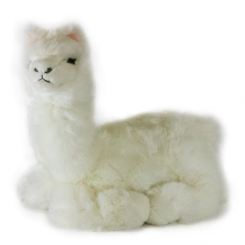 Alfredo | Alpaca