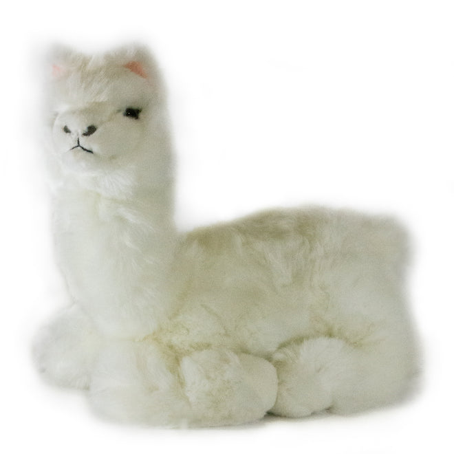 Alfredo | Alpaca
