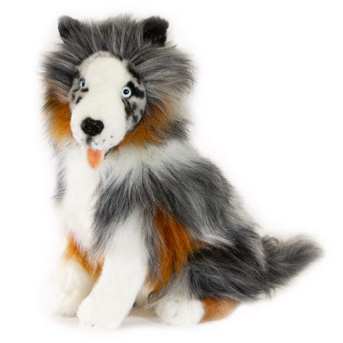 Oakley Australian Shepherd