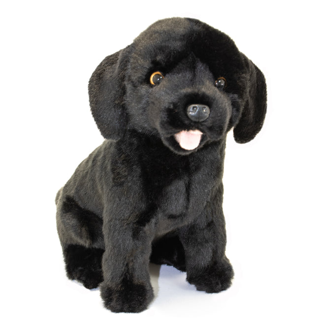Darth | Black Labrador puppy