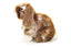 Herbie | Rabbit