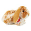 Oreo | Ram Rabbit Light Brown