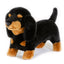 Buddy - Black and Tan Dachshund