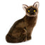 Nutmeg | Burmese Cat
