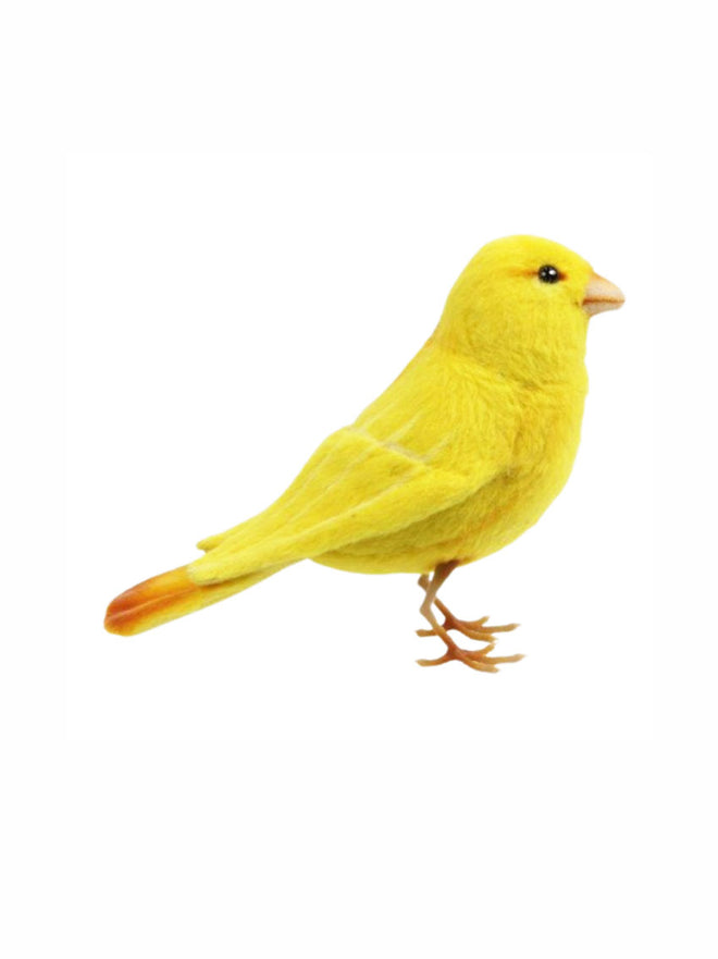 Canary