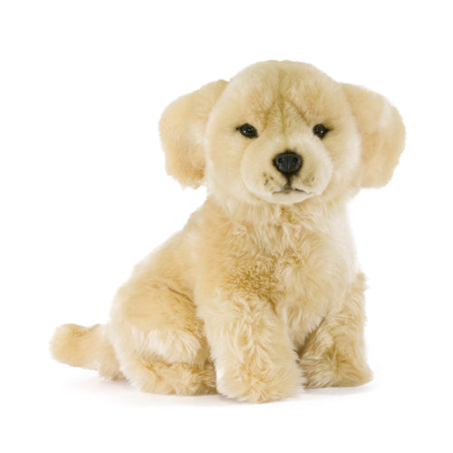 Chanel | Golden Retriever Puppy
