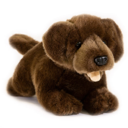 Chocolate Labrador
