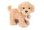 Perry | Cockapoo