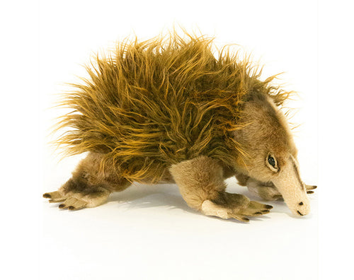 Echidna