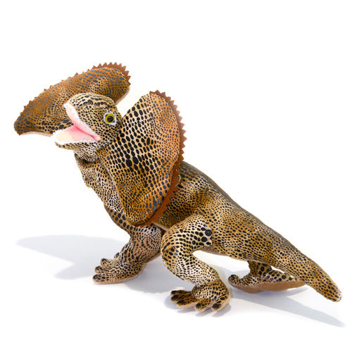 Philly | Frilled Lizard