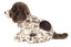 Whistles | German Pointer