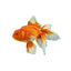 Finley | Goldfish