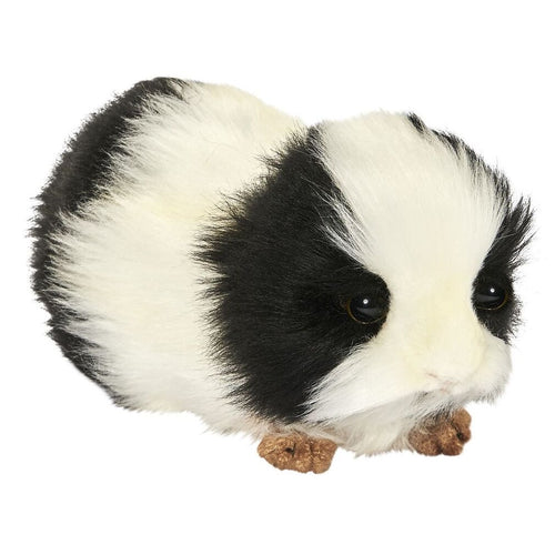 Edith black & white guinea pig