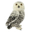 Hedwig | Owl