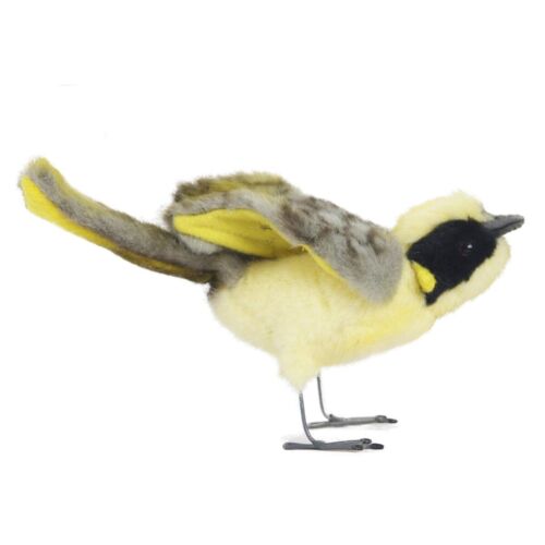 Polly | Honeyeater bird
