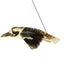 Jonah | Flying Kookaburra