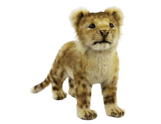 Kazi | Lion Cub
