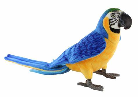 Juno | Blue Yellow Macaw