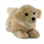 Maple | Golden Retriever Puppy