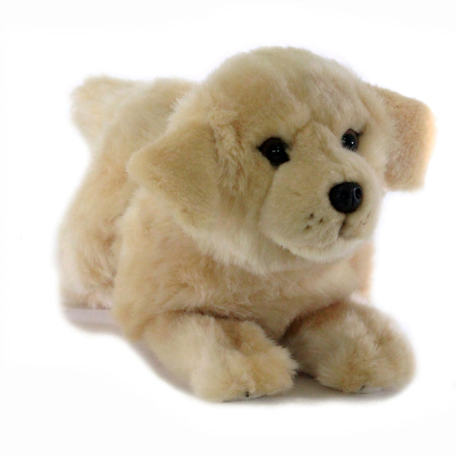 Maple | Golden Retriever puppy