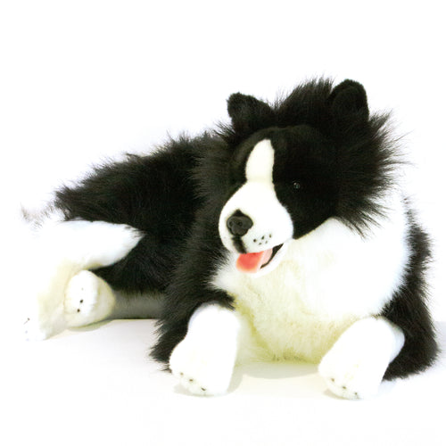 Border Collie | large