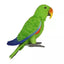 Palmer | Parrot Male