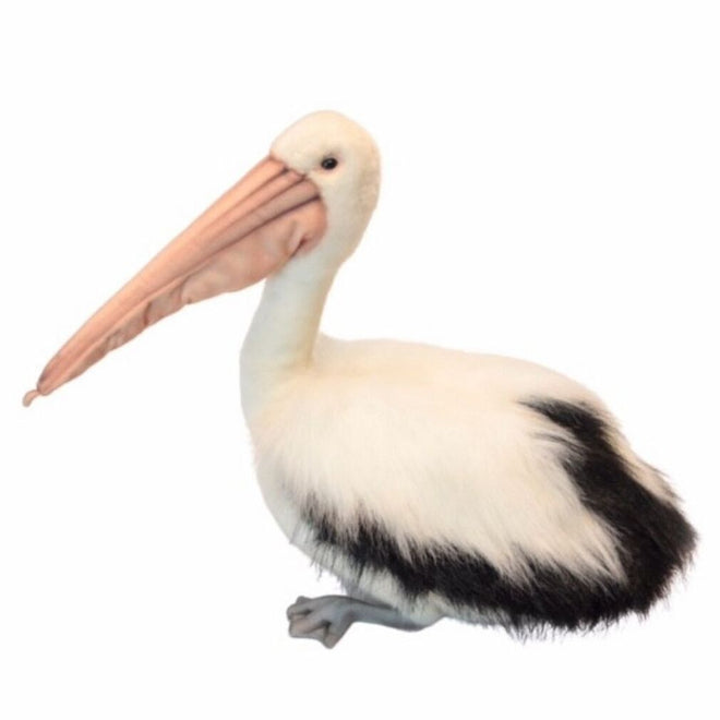 Pelican