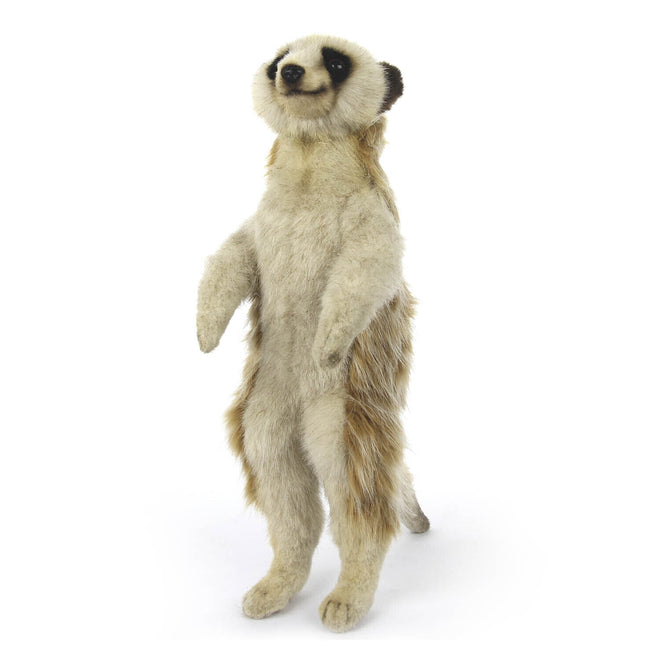 Philippe Meerkat