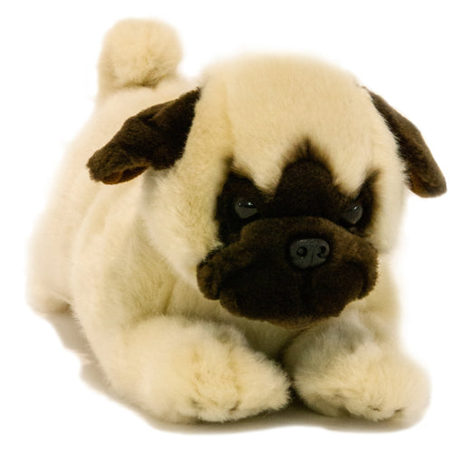 Pepito | Pug puppy tan
