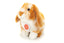 Ginny | Rabbit