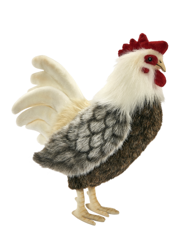 Rooster