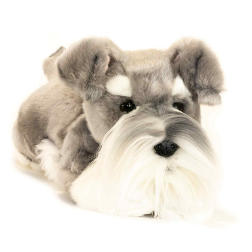 Scoobie | Schnauzer