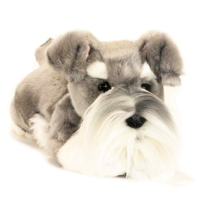 Scoobie | Schnauzer