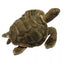 Sloane | Sea Tortoise
