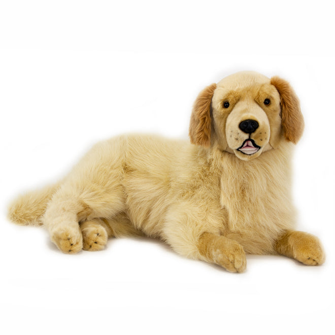 Golden Retriever | large