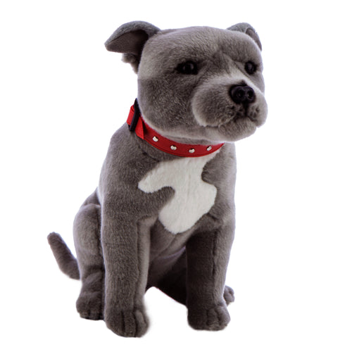 Blue Staffordshire Bull Terrier