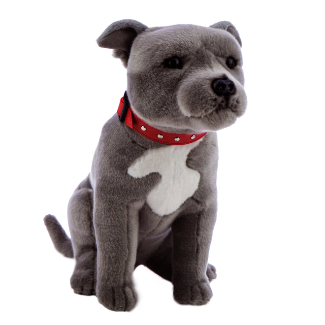 Blue Staffordshire Bull Terrier
