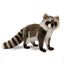 Beau Standing Raccoon