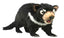 Kennedy | Tasmanian Devil