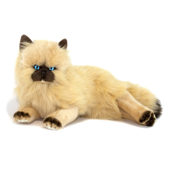 Violet – Cream Himalayan cat