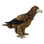 Sheldon | Wedge Tailed Eagle