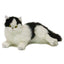 Woodrow | Piebald cat