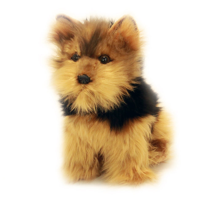 Archie Australian Yorkshire Terrier