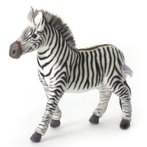 Grevys Zebra