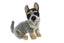 Bluey | Australian Cattle Dog