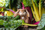 Bommel Dangling Rabbit